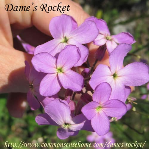 Dame's Rocket, Hesperis matronalis - Weekly Weeder #42 Dame's Rocket, Hesperis matronalis - Weekly Weeder #42