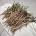 Harvesting and Using Dandelion Roots - Wildcrafting Wednesday