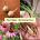 Herbal Antibiotics and Wildcrafting Wednesday