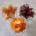 Immune Boosting Herbs in Finger Gelatin