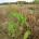 Velvetleaf - Weekly Weeder #38